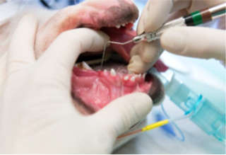 Animal Dentistry